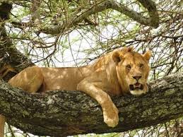tree lion