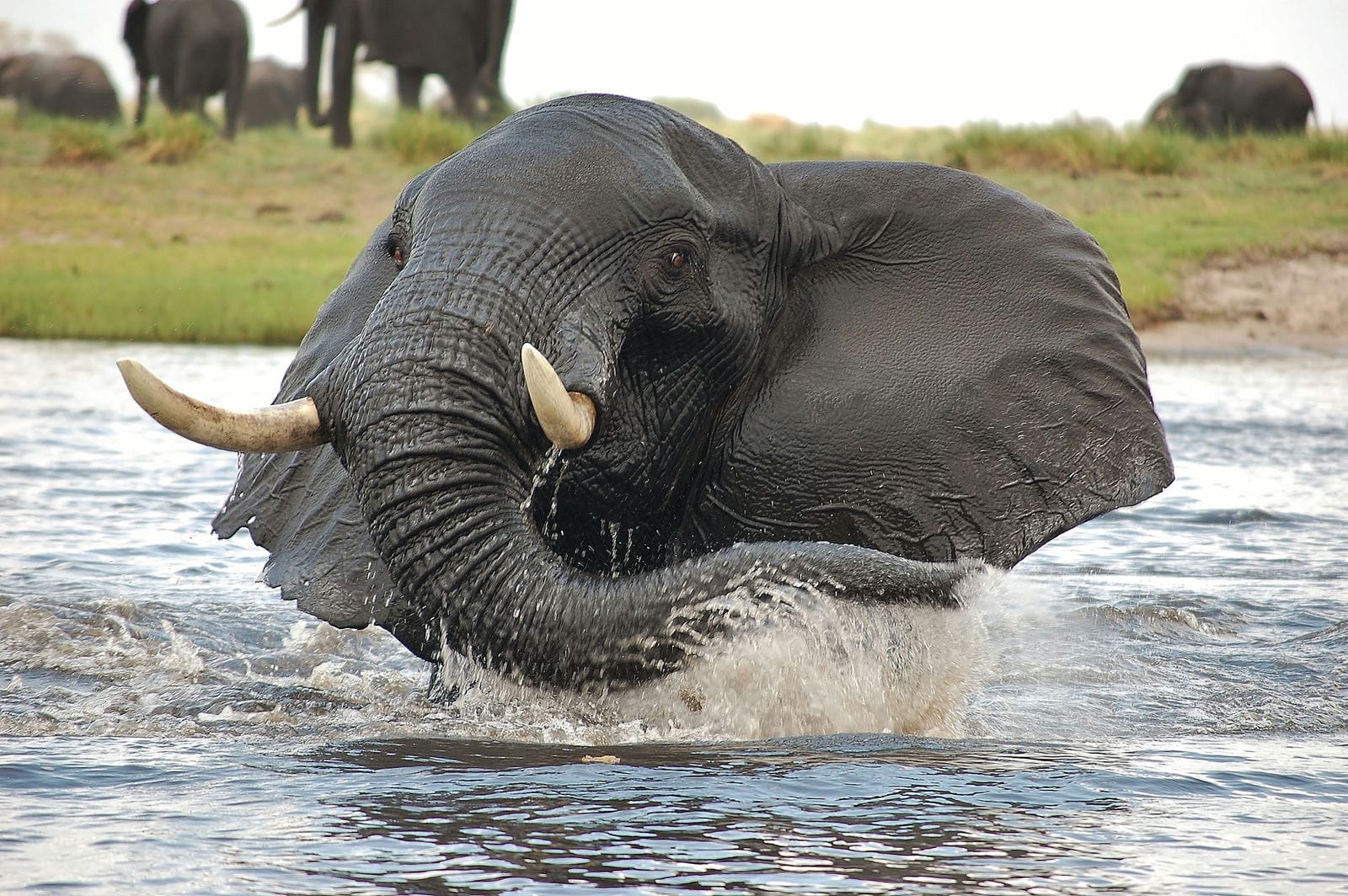 CREDIT MUCHENJE LODGE