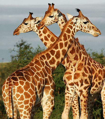 Giraffes 2 MFNP