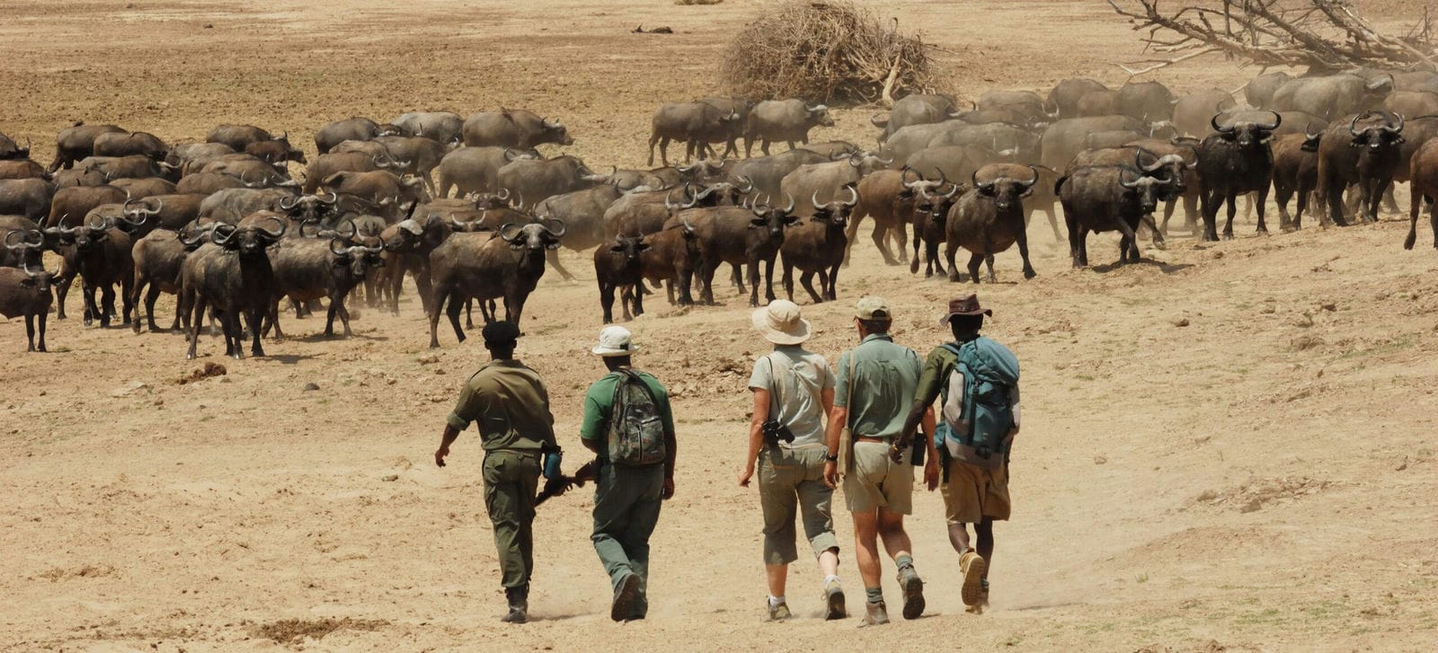 Chikoko Trails walking_buffalo herd