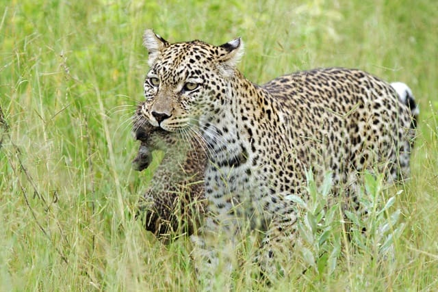 Female leopard with her cub