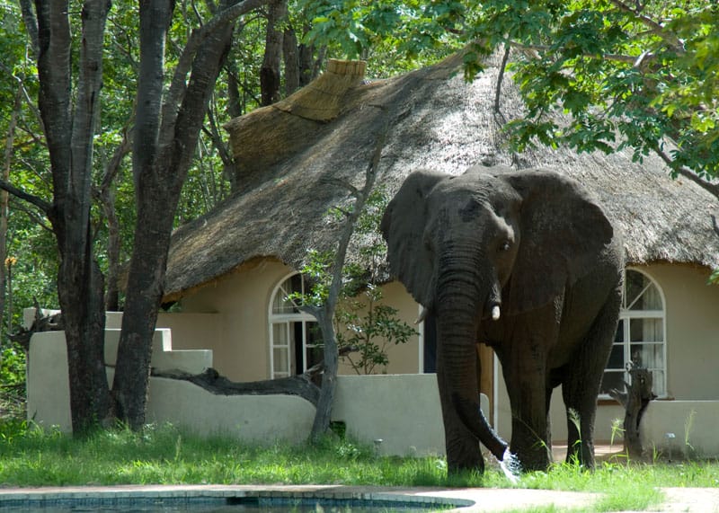 Sable Sands Elephant Lodge pool