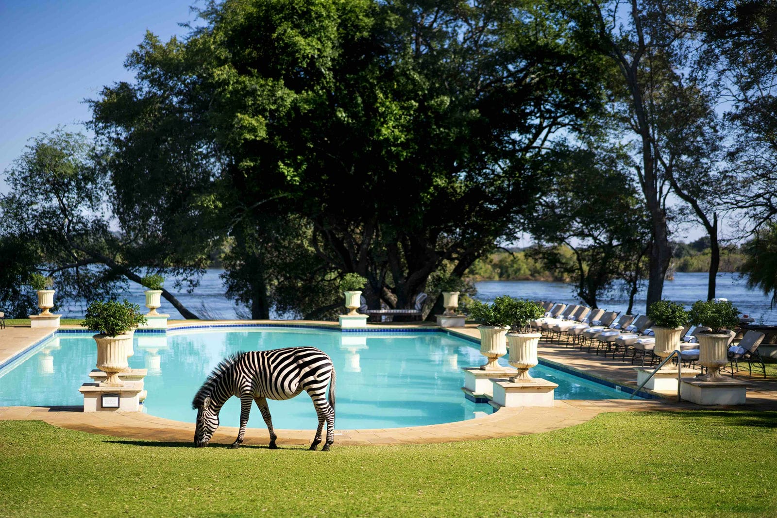 Leisure -Pool with view and Zebra