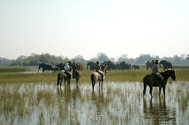 Horse Safaris